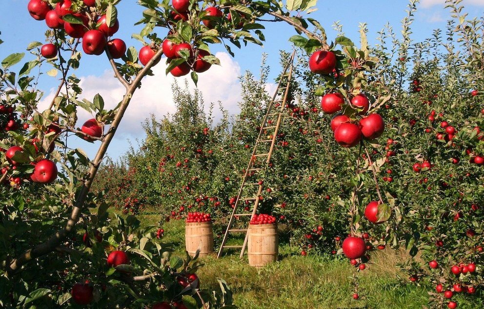 Finding Your Niche Business - fruit tree